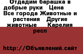 Отдадим барашка в добрые руки › Цена ­ 1 - Все города Животные и растения » Другие животные   . Карелия респ.